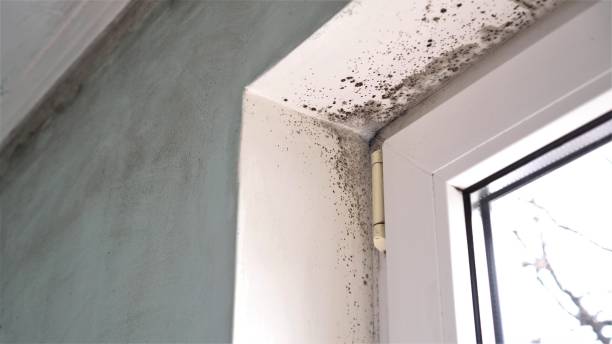Best Mold Testing  in Myerstown, PA