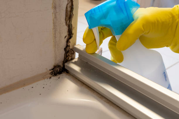 Best Fast Mold Removal  in Myerstown, PA