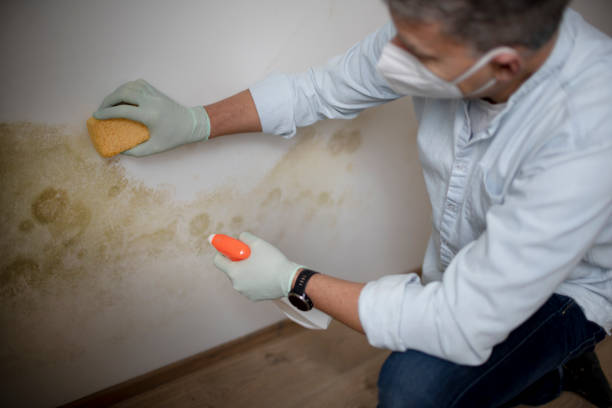 Best Commercial Mold Removal  in Myerstown, PA