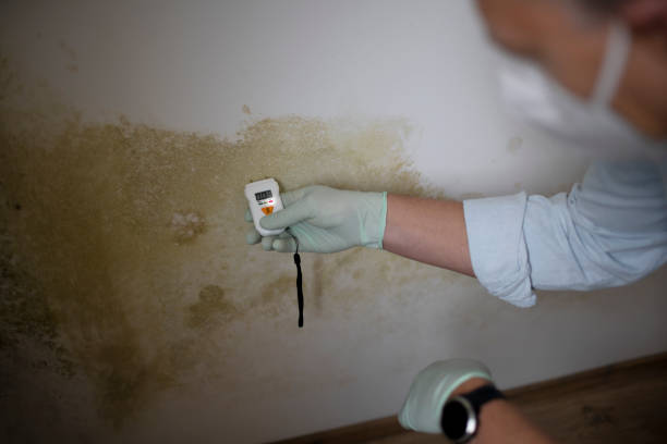 Best Black Mold Removal  in Myerstown, PA