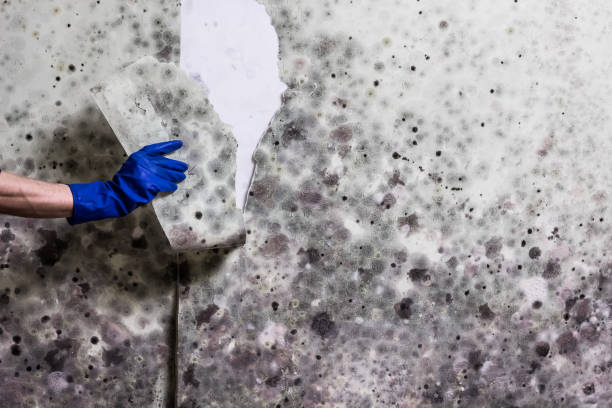 Best Mold Removal Process  in Myerstown, PA