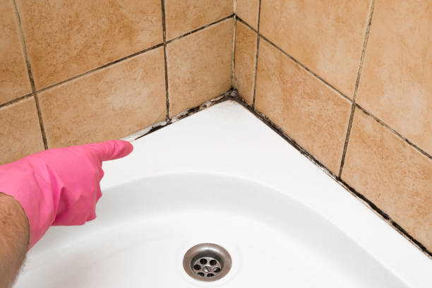 Best Mold Removal Company Near Me  in Myerstown, PA
